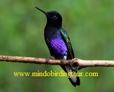 mindo bird guide